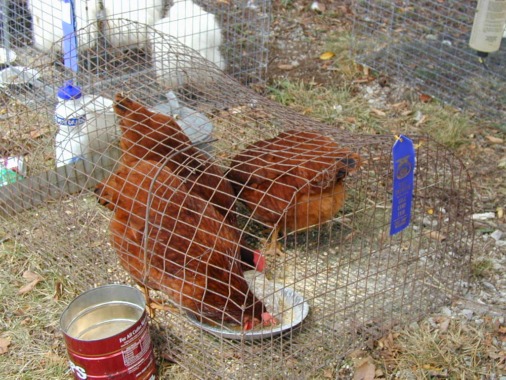 BigPicture of P9060005.JPG